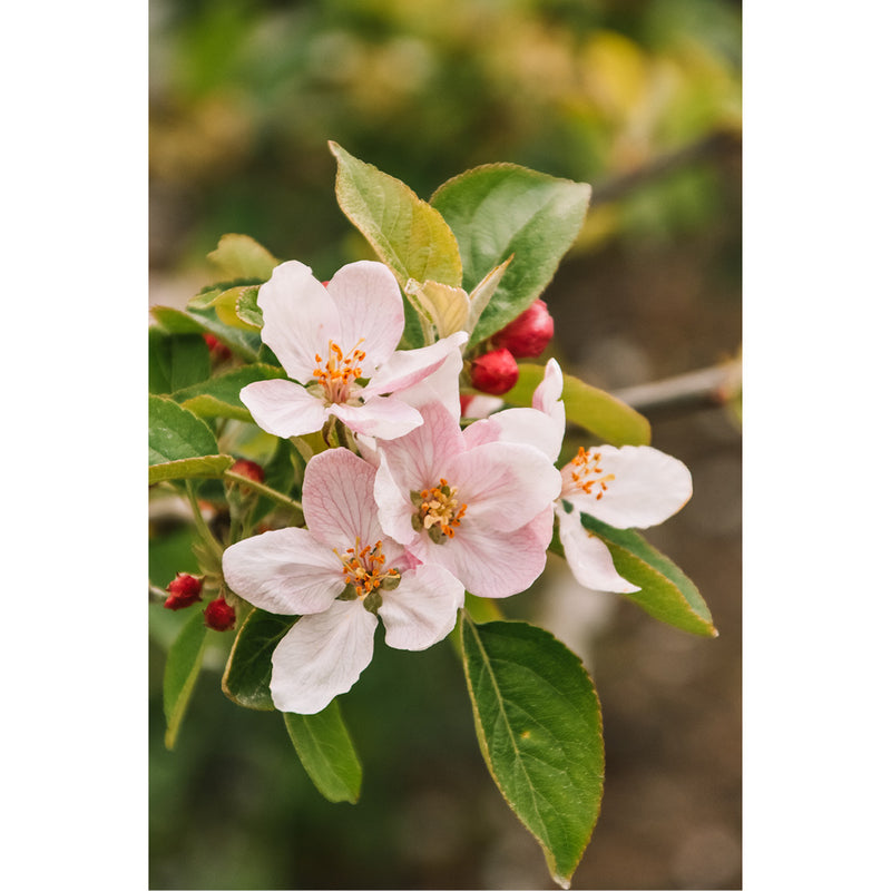 Appelbloesem bloeit roze