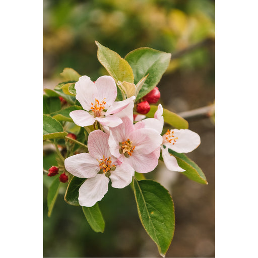 Appelbloesem bloeit roze
