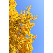 Een herfstboom steekt fel af tegen blauwe licht