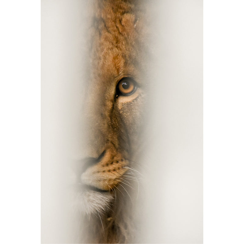 Een leeuw gluurt tussen de planken door