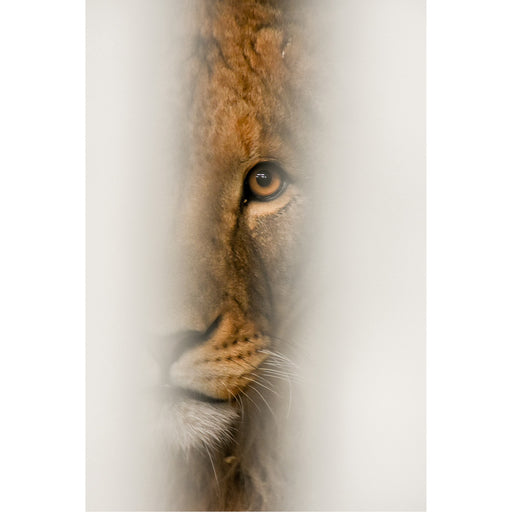 Een leeuw gluurt tussen de planken door