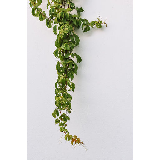 Klimop op een witte muur