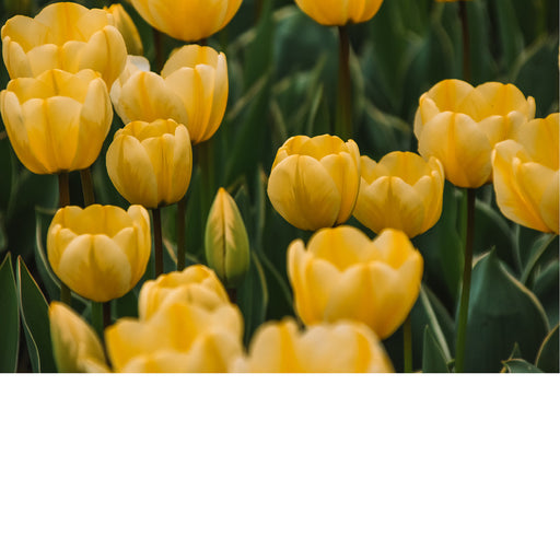 Een tuiltje tulpen in de groei! 