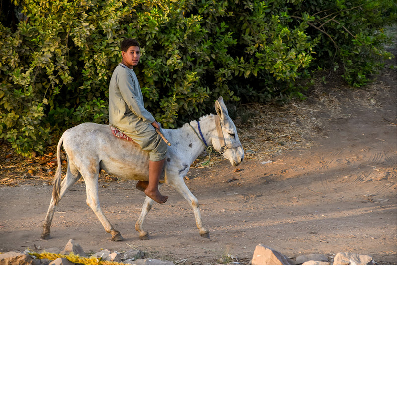 Een jongen rijdt op een ezeltje op de oevers van de Nijl