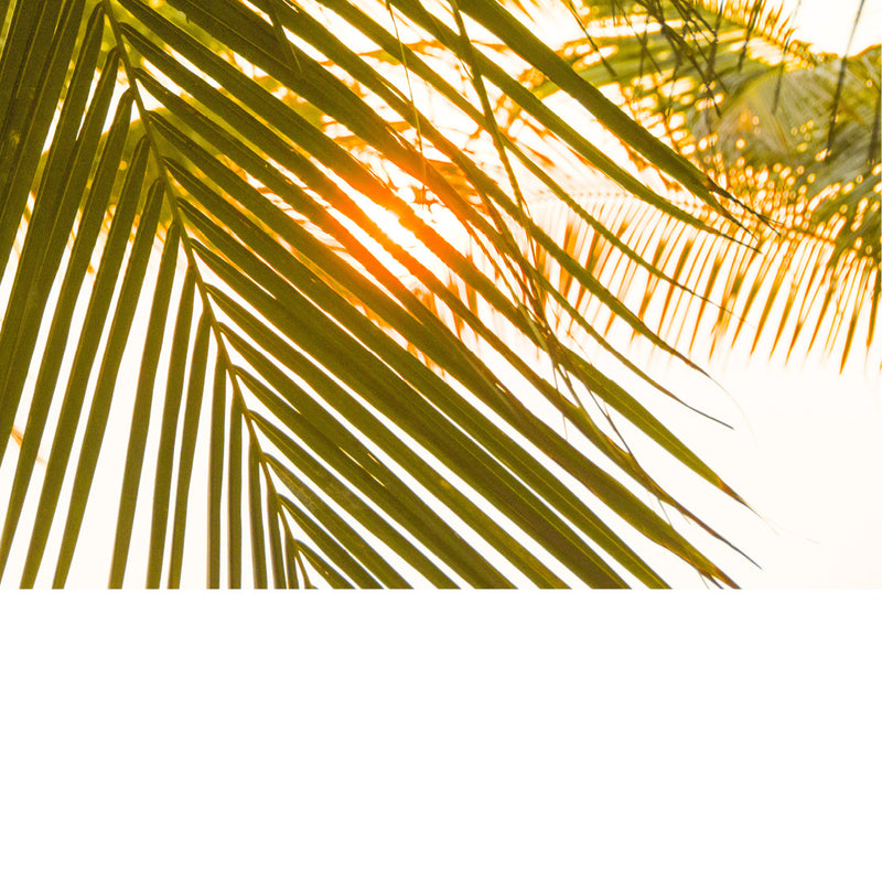 De zon valt door de blaren van een palmboom