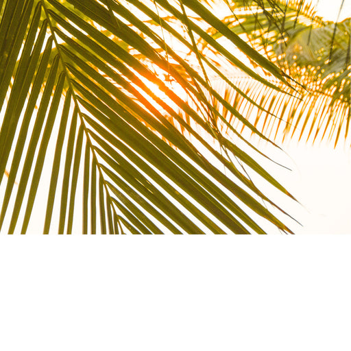 De zon valt door de blaren van een palmboom