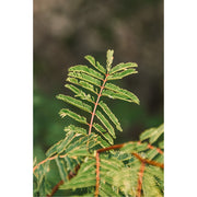 Plantje