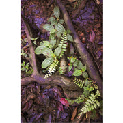 De bodem van het regenwoud bestaat uit kleine plantjes en oud hout