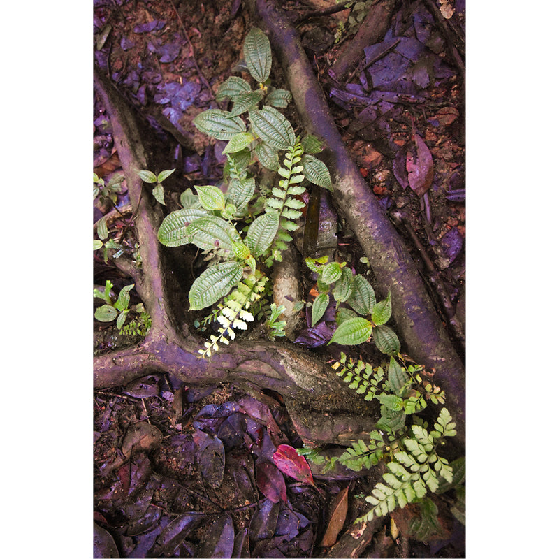 De bodem van het regenwoud bestaat uit kleine plantjes en oud hout