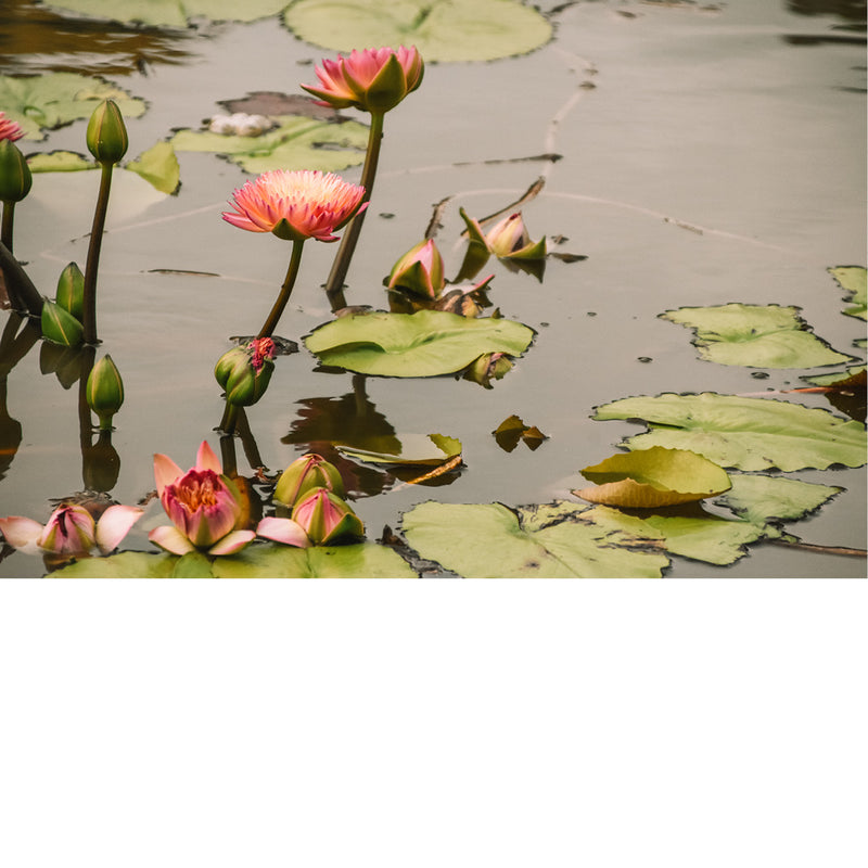 Lotusbloemen in een vijver
