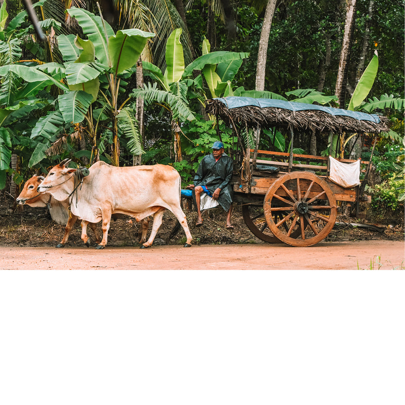 Sri Lankaanse ossenwagen