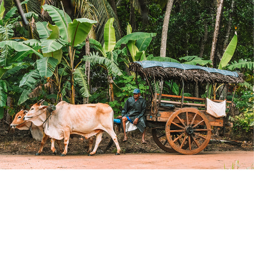 Sri Lankaanse ossenwagen