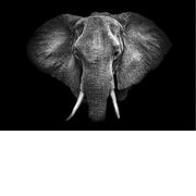 Frontaal portret van een olifant die uit het diepe zwart tevoorschijn komt, met wijd gespreide oren en een fijn getekende huid.