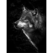 Portret van een wolf die uit het donker opduikt, met een lichte blik strak op de verte gericht.