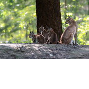 Lynxfamilie zit samen op een bosrichel, met de moeder waakzaam over haar drie jongen.