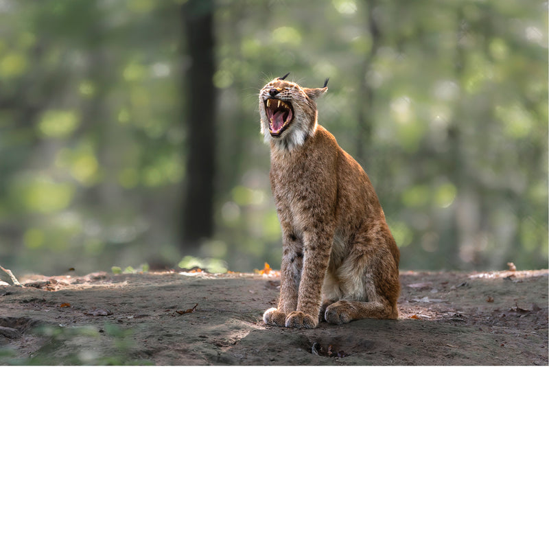Zittende lynx zet een uitgebreide geeuw in, met het bos in zacht bokeh achter zich.