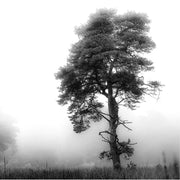Alleenstaande den doemt op uit dichte mist, omringd door een wit niets.