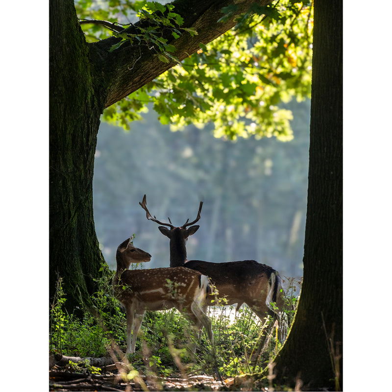 Damhert en hinde staan in het ochtendlicht tussen twee zware stammen, met tegenlicht door het bladerdek.