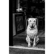 Shar pei houdt met een diep gerimpeld gezicht de wacht in de deuropening van een winkel.