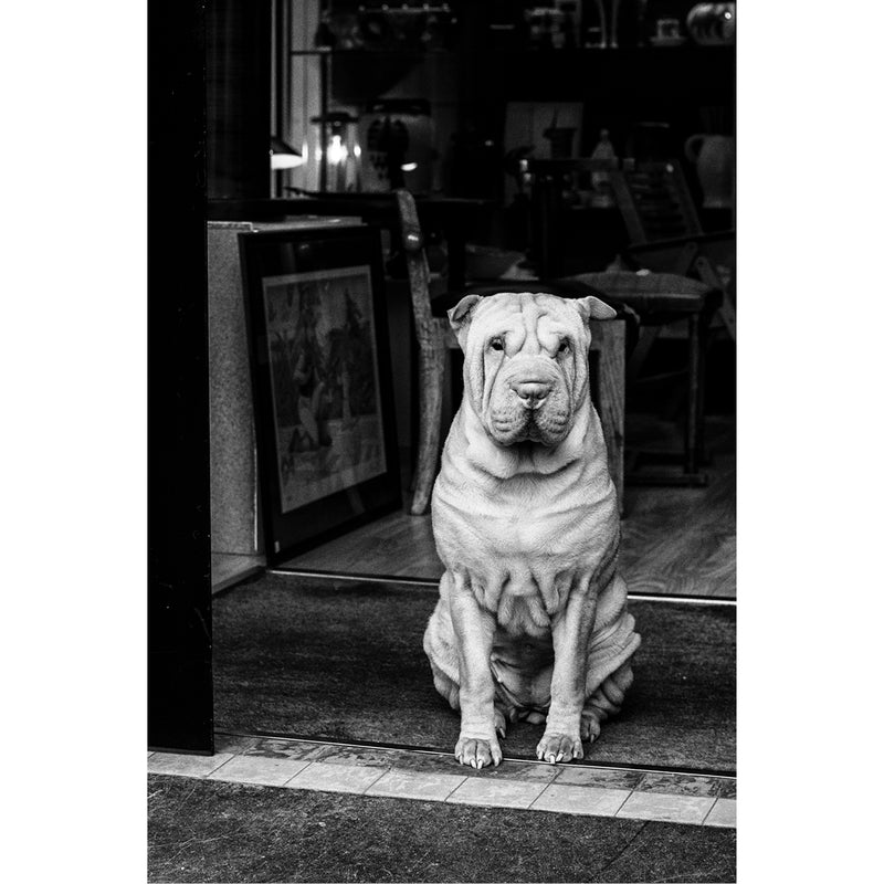 Shar pei houdt met een diep gerimpeld gezicht de wacht in de deuropening van een winkel.