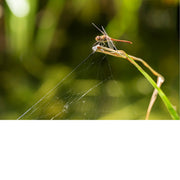 Roodbruine libel rust op een grasstengel, vlak boven een spinnenweb dat oplicht in de zon.