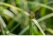 Libel balanceert op de punt van een omgebogen grasspriet, met vleugels die oplichten tegen het zomerse groen.
