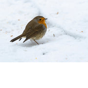 Roodborstje scharrelt tussen de zaadjes in de verse sneeuw, klein maar onverstoorbaar.