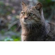 Wilde kat kijkt met gele ogen opzij, elke snorhaar scherp uitgelicht tegen het zachte bosgroen.