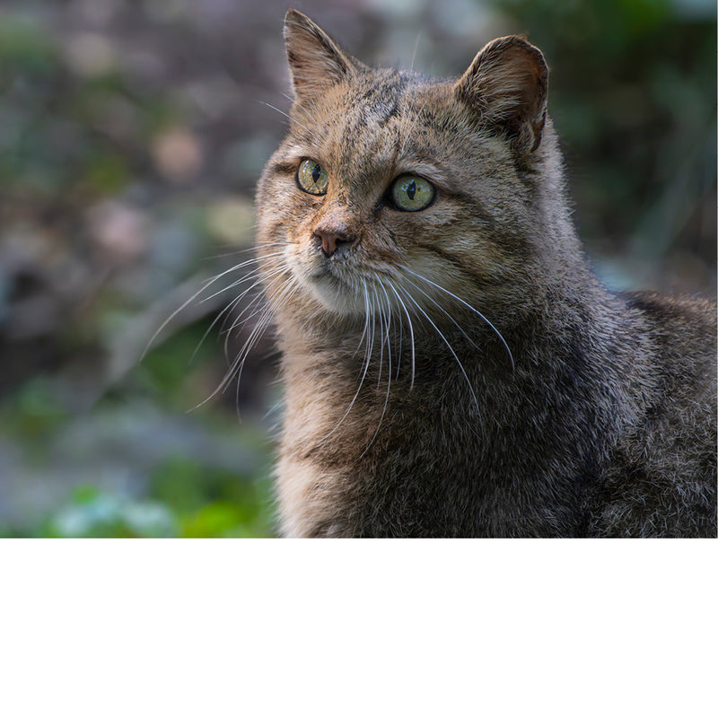Wilde kat kijkt met gele ogen opzij, elke snorhaar scherp uitgelicht tegen het zachte bosgroen.