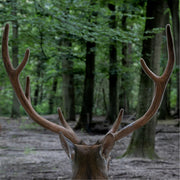 Rustige wildlife‑momentopname van een hert met imposant gewei