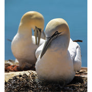 Twee jan‑van‑genten op hun nest, prachtig in wit‑geel verenkleed tegen de blauwe zee, gefotografeerd op de rotsen van Helgoland.