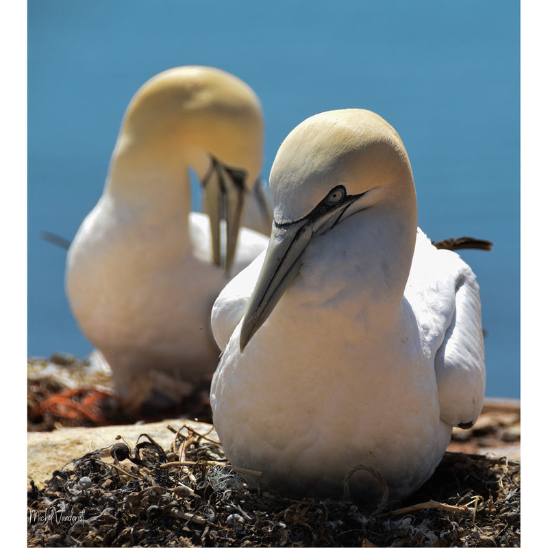 Twee jan‑van‑genten op hun nest, prachtig in wit‑geel verenkleed tegen de blauwe zee, gefotografeerd op de rotsen van Helgoland.