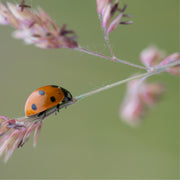 Lieveheersbeestje macro‑detail op een fijne stengel