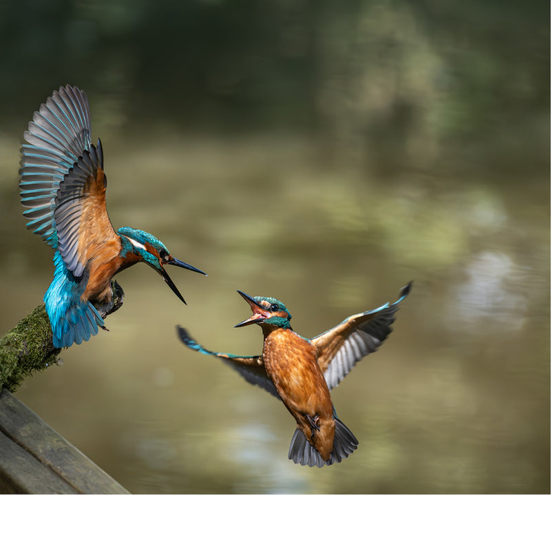 Twee ijsvogels die in een flits van kleur en beweging elkaar in de lucht raken — een kort, betoverend natuurmoment.