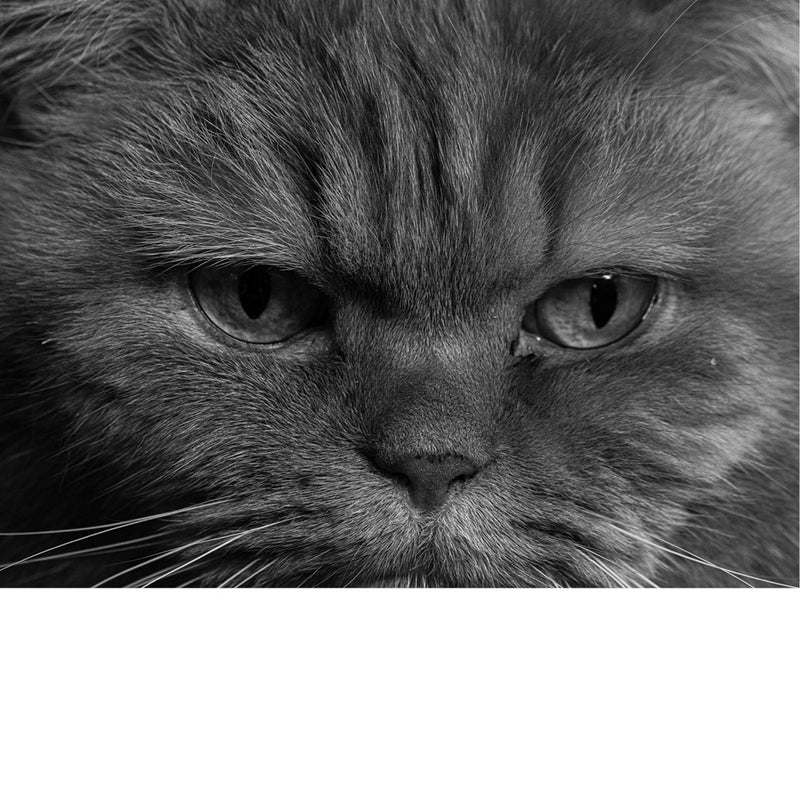 Een kat in schaduwlicht, haar blik scherp als stilte, gevangen in zachte korrel en contrast.