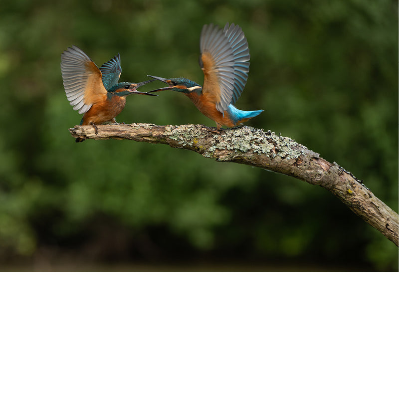 Twee ijsvogels die elkaar op een met mos omhulde tak ontmoeten, hun vleugels een vurige dialoog van kleur en energie.