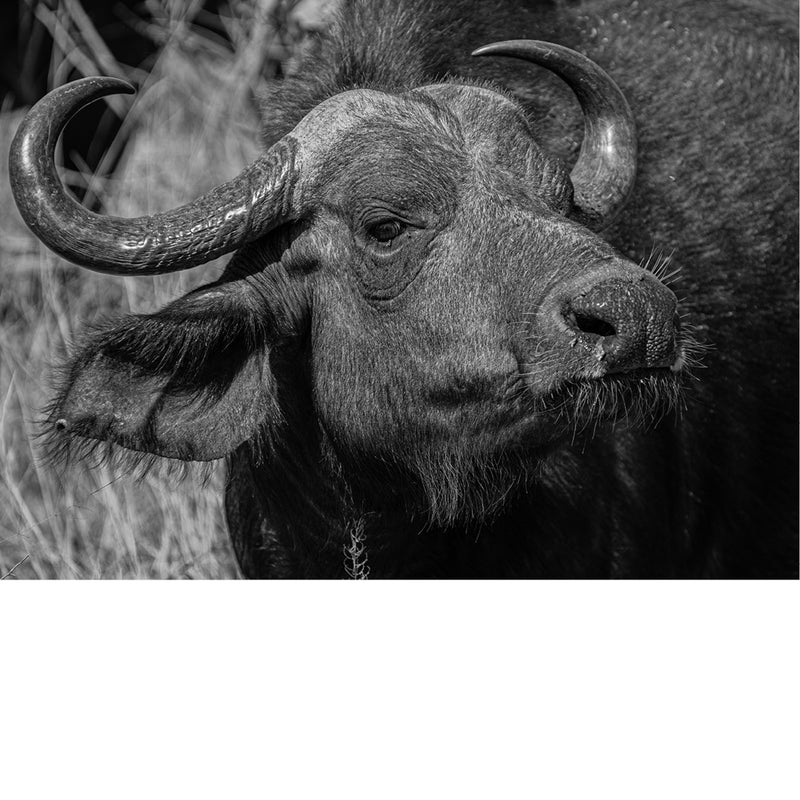Een Afrikaanse buffel in schaduwkracht, zijn hoorns als tijdlijnen en zijn blik een stille echo van de savanne.