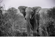 Een olifant in tijdloze stilte, zijn tred zwaar en waardig