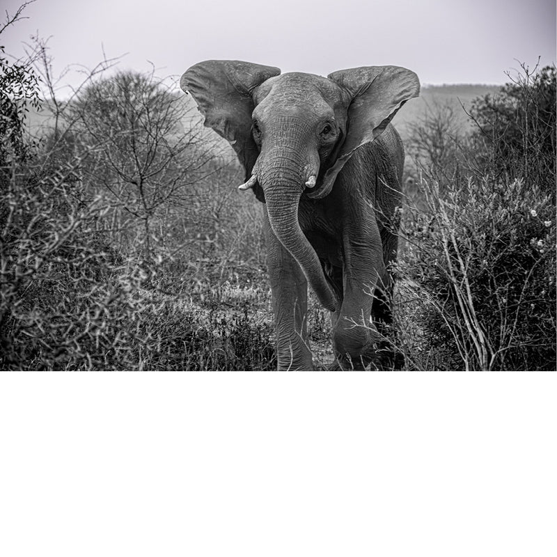 Een olifant in tijdloze stilte, zijn tred zwaar en waardig