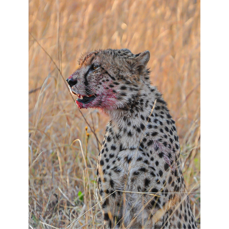 Een cheeta in oerkracht, roodgetint van de jacht