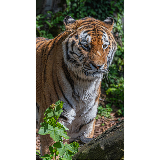 Een tijger in stille majesteit, zijn gestreepte kracht gloeiend tussen het groen als een adem van het woud.