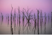 Een stille waterspiegel in pastelgloed, waar kale stammen als zachte silhouetten rijzen in het avondlicht.