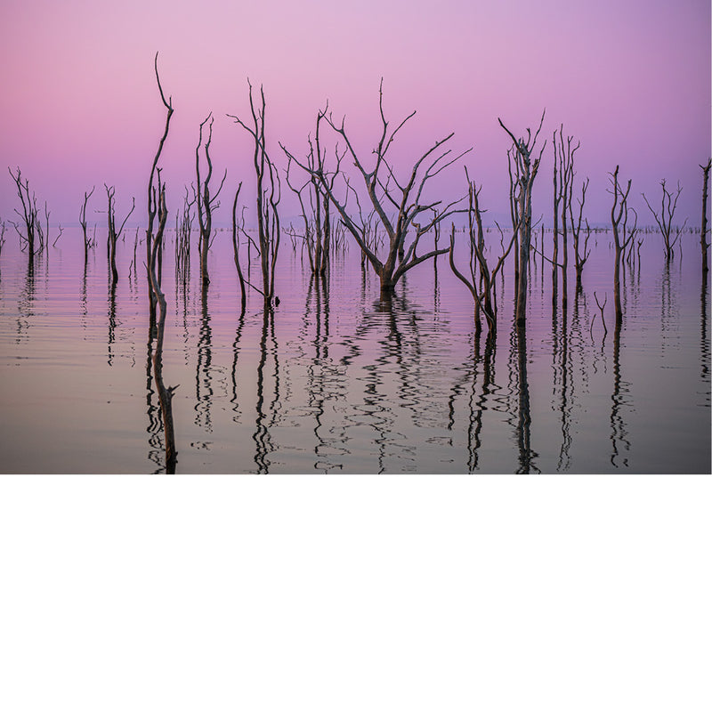 Een stille waterspiegel in pastelgloed, waar kale stammen als zachte silhouetten rijzen in het avondlicht.
