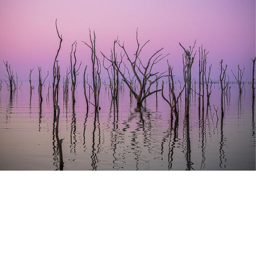 Een stille waterspiegel in pastelgloed, waar kale stammen als zachte silhouetten rijzen in het avondlicht.