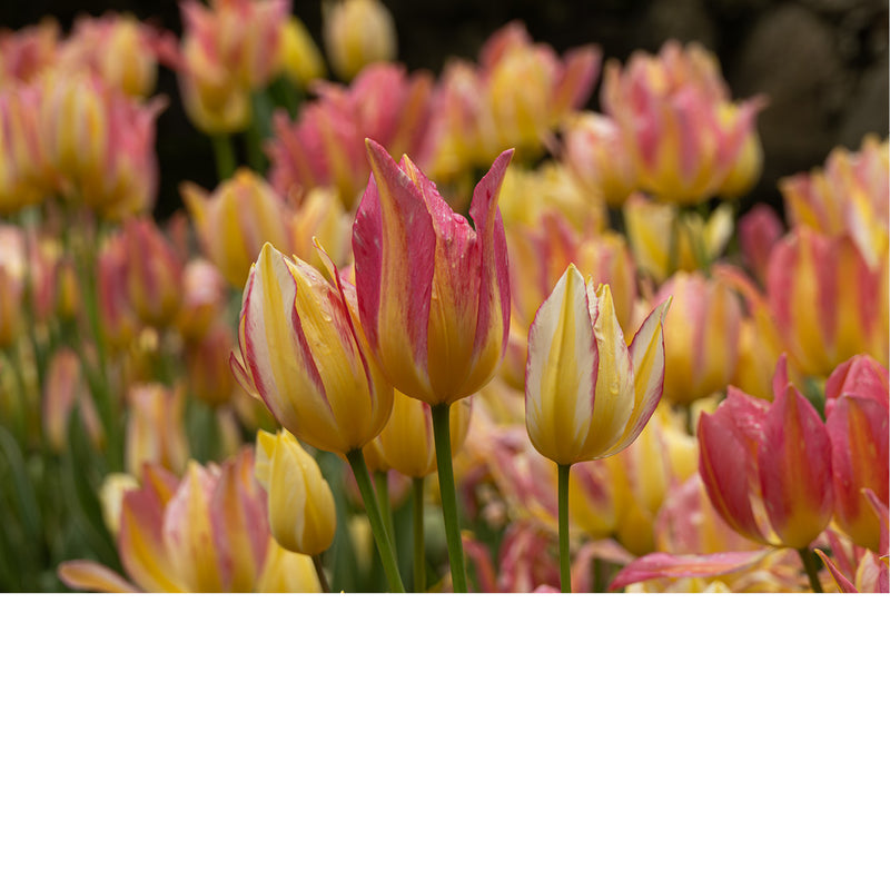 Een veld vol tulpen in zachte kleurpracht, waar frisse tinten en dauwdruppels samenkomen in pure lente‑energie.