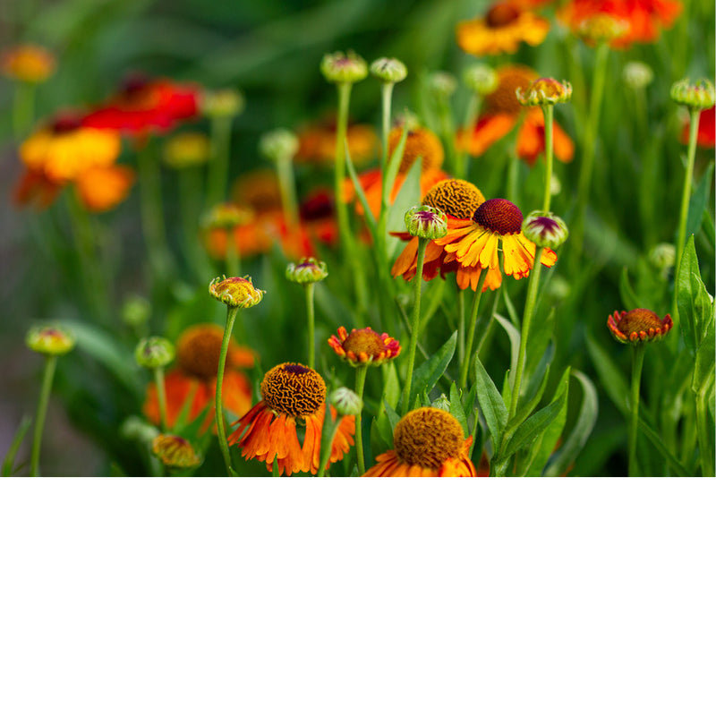 Een cluster heleniums in warme zomergloed