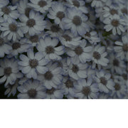 Een bos bloemen in zachte pasteltint