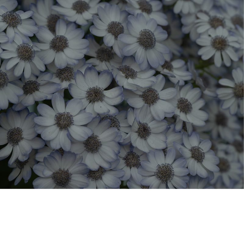 Een bos bloemen in zachte pasteltint