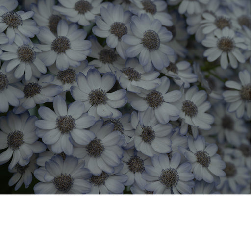 Een bos bloemen in zachte pasteltint