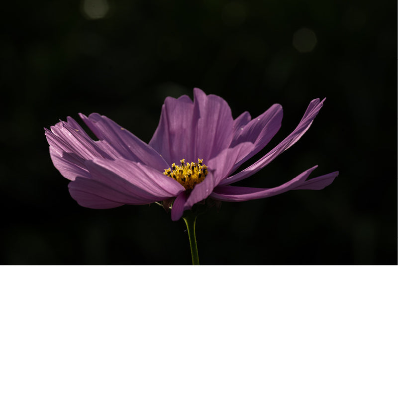 Een paarse bloem in subtiel lichtspel, met fijne textuur en helder hart